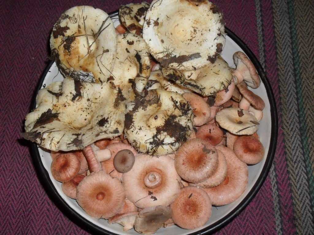 Как солить белые грибы? рецепты соленых белых грибов