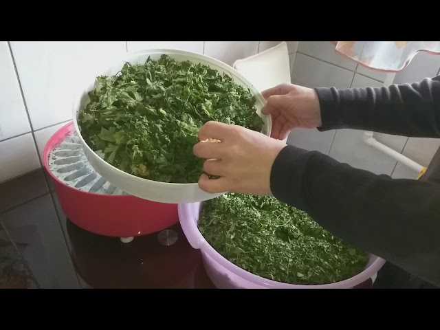 Способы заготовки сельдерея на зиму, рецепты для листьев, черешков и корней