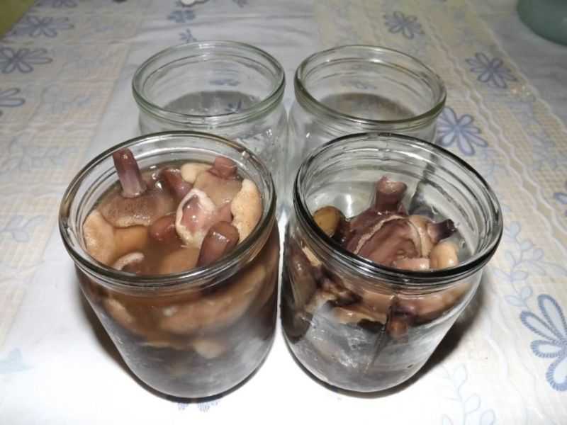 Что можно делать с грибами рядовками: рецепты соления, жарки, маринования и запекания