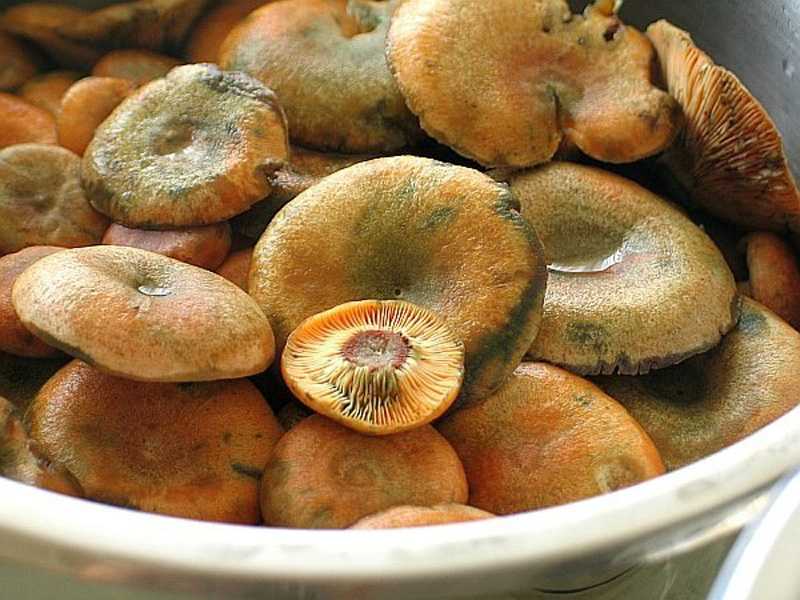 Соленые, маринованные, жареные рыжики с чесноком: рецепты, как солить, мариновать и жарить грибы на зиму