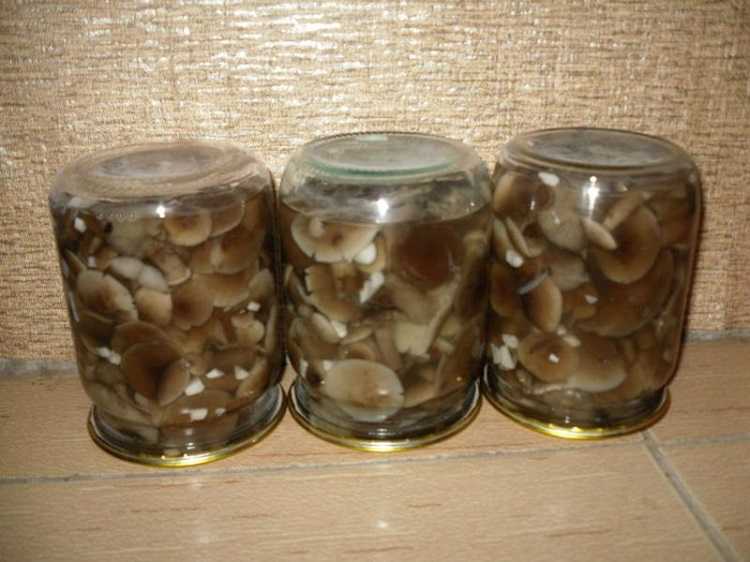 Правильная засолка грибов холодным способом
