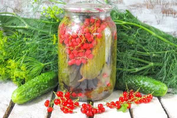 Солёные огурцы с красной смородиной на зиму - 12 пошаговых фото в рецепте