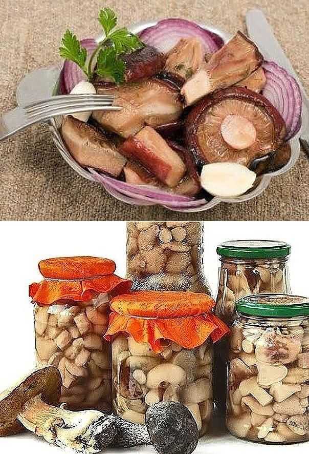 Как солить горькушки – польза, вред и лучшие рецепты засолки грибов