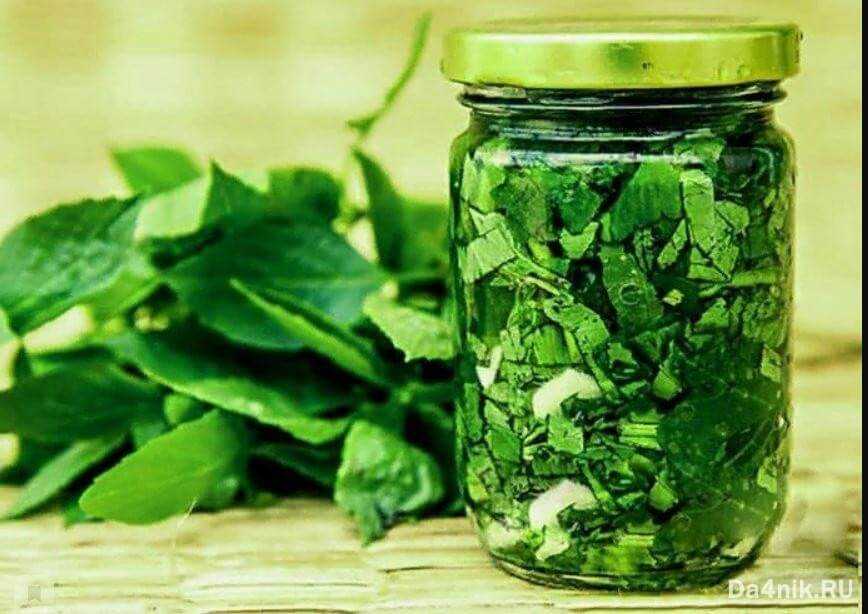 Как сохранить на зиму салат листовой и продлить срок годности зелени