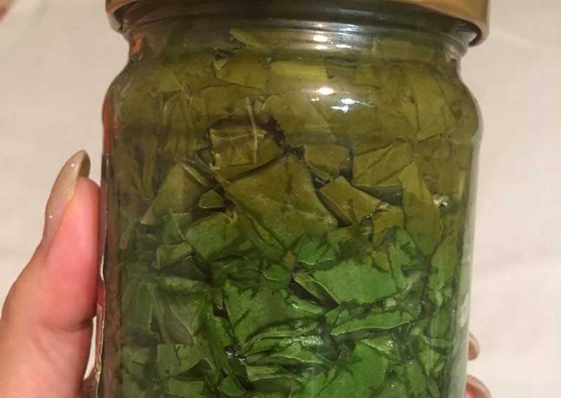 Как сохранить листовой салат на зиму: секреты и рецепты | все очень просто
