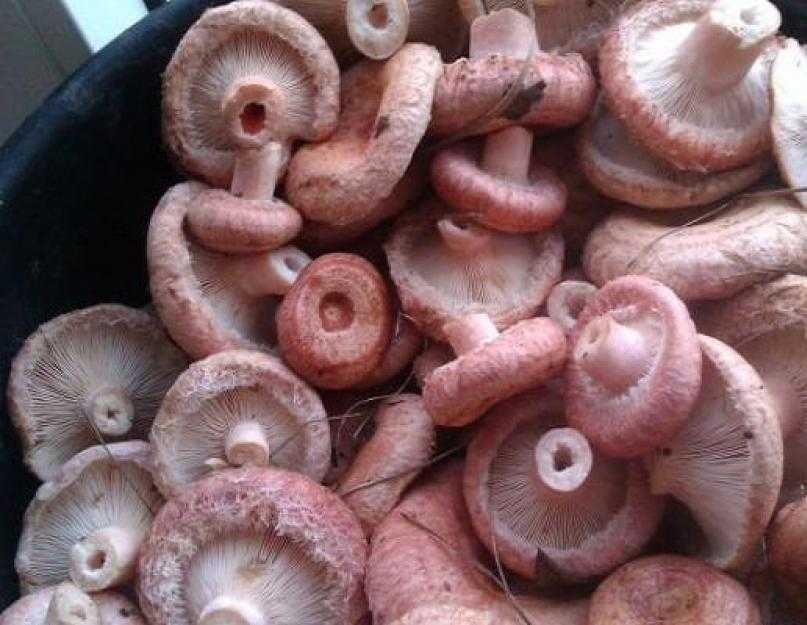 Как правильно солить и мариновать грибы волнушки