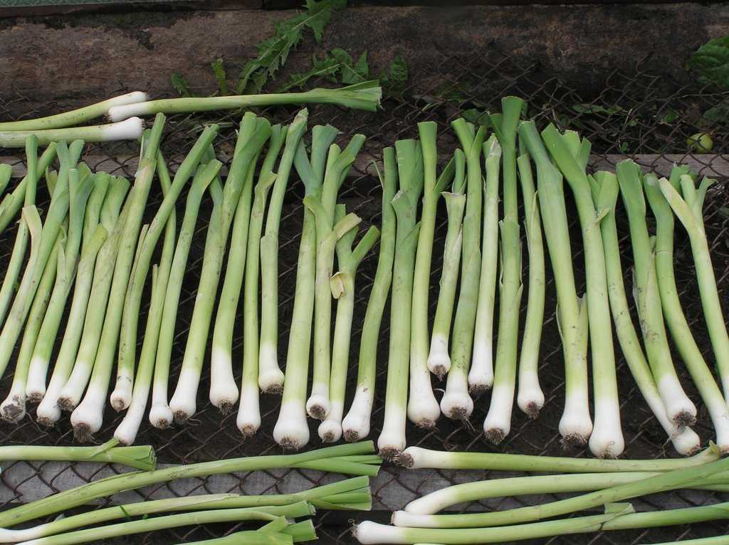 Заготовка зеленого лука на зиму способы- рецепт пошаговый с фото