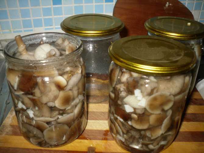 Маринованные грибы: рецепты заготовки на зиму