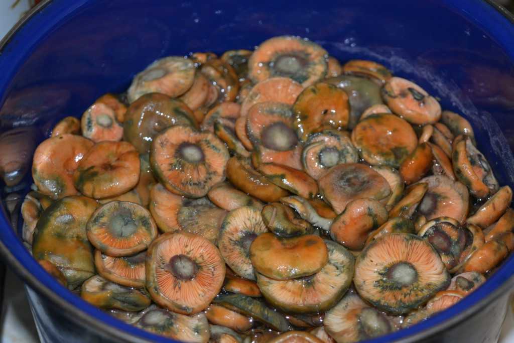 Соленые рыжики под гнетом: как долго солить грибы, как сделать, чтобы они не закисли