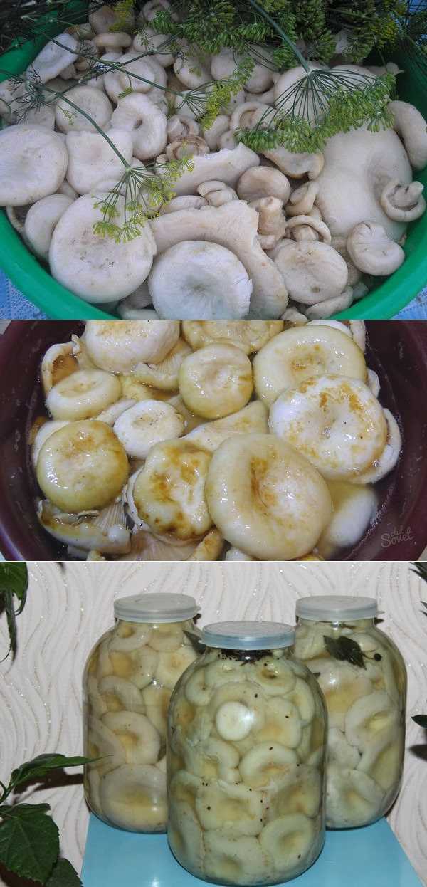 Способы консервирования грибов груздей на зиму в банках: рецепты для использования в домашних условиях