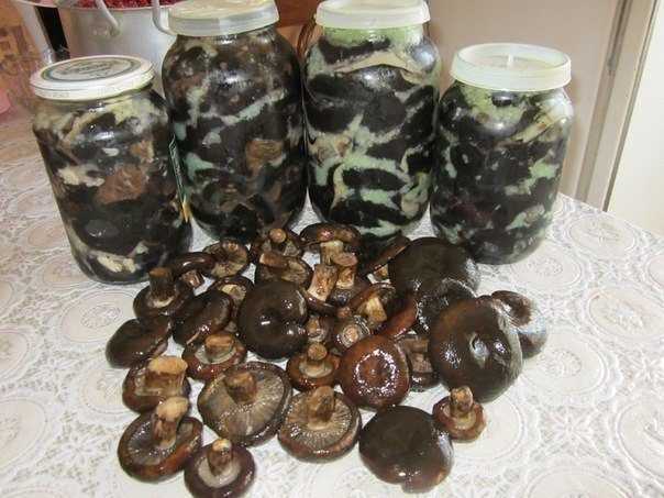 Приготовление черных груздей на зиму в банках: фото и рецепты, как приготовить грибы