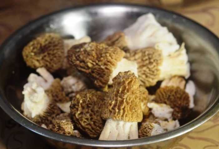 Сморчок — съедобный и условно-съедобный гриб