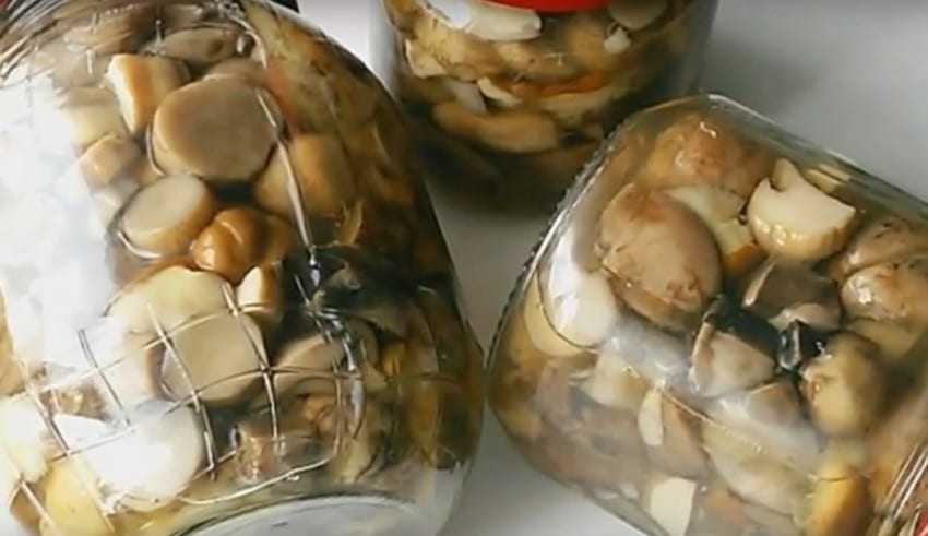 Грибы маринованные на зиму, 13 рецептов приготовления, способы маринования грибов