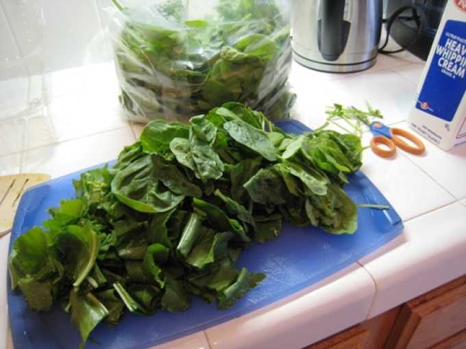 Заготовка листьев салата на зиму: маринуем, сушим, замораживаем