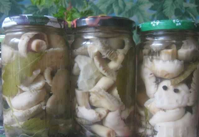 Как солить сыроежки в домашних условиях – грибы синявки рецепты приготовления