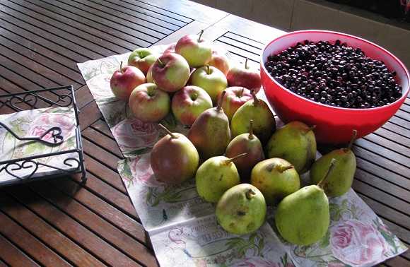 Желе из черноплодной рябины: полезный десерт и запас витаминов на зиму. варианты желе из черноплодной рябины с желатином и без