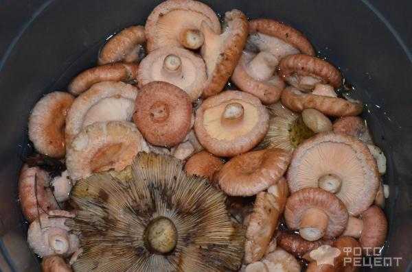 Как приготовить грибы волнушки: рецепты правильной засолки