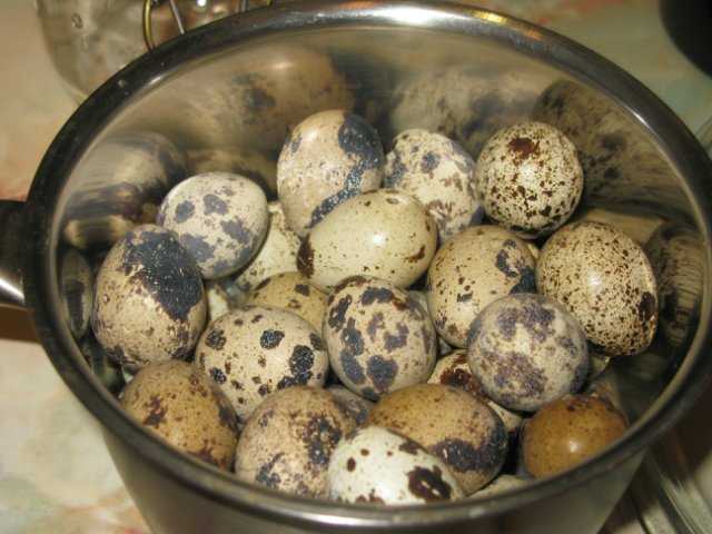 Как мариновать яйца? маринованные куриные и перепелиные яйца, рецепты пошаговые с фото. салат с маринованными яйцами