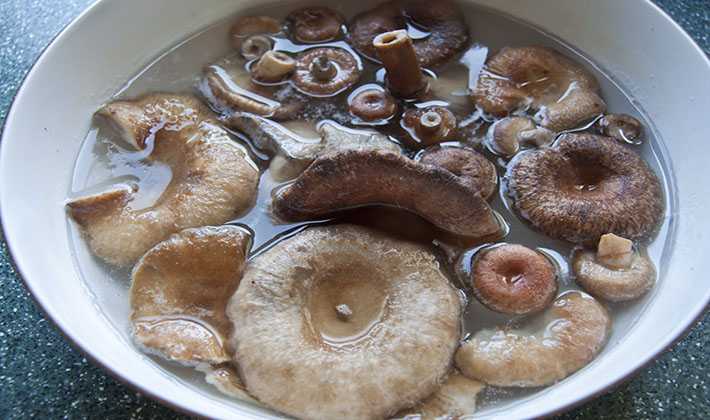 Волжанки соленые на зиму рецепт. рецепт: соленые волнушки (горячий способ) — консервация на зиму. как приготовить волнушки на зиму холодным способом