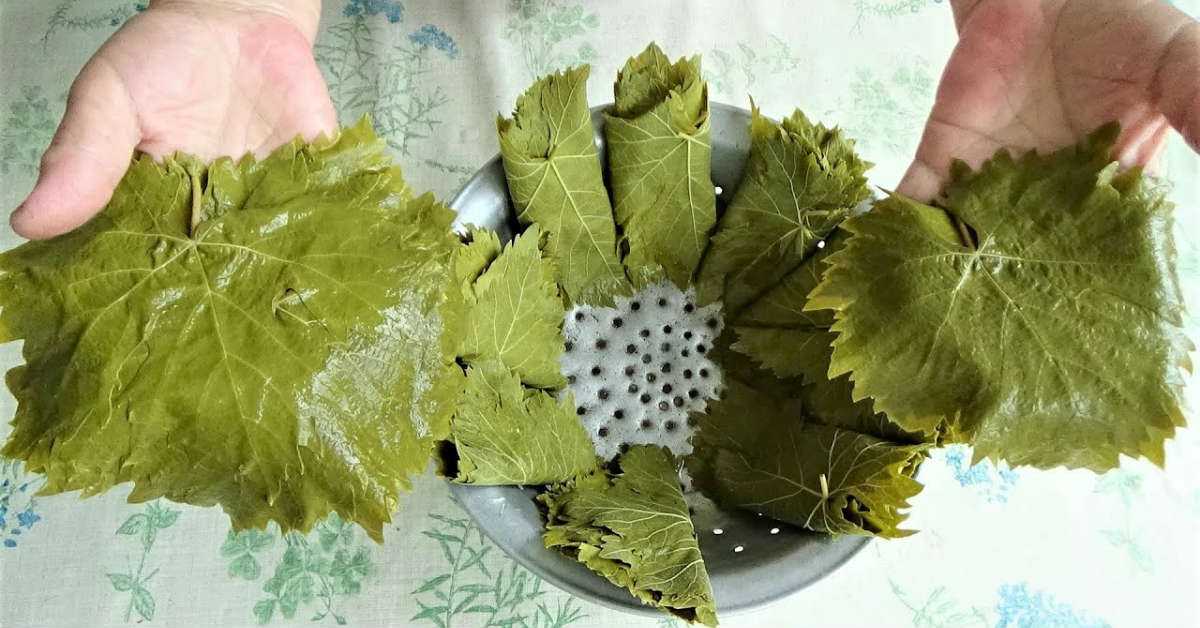 Как сделать заготовку виноградных листьев на зиму для долмы по пошаговому рецепту с фото
