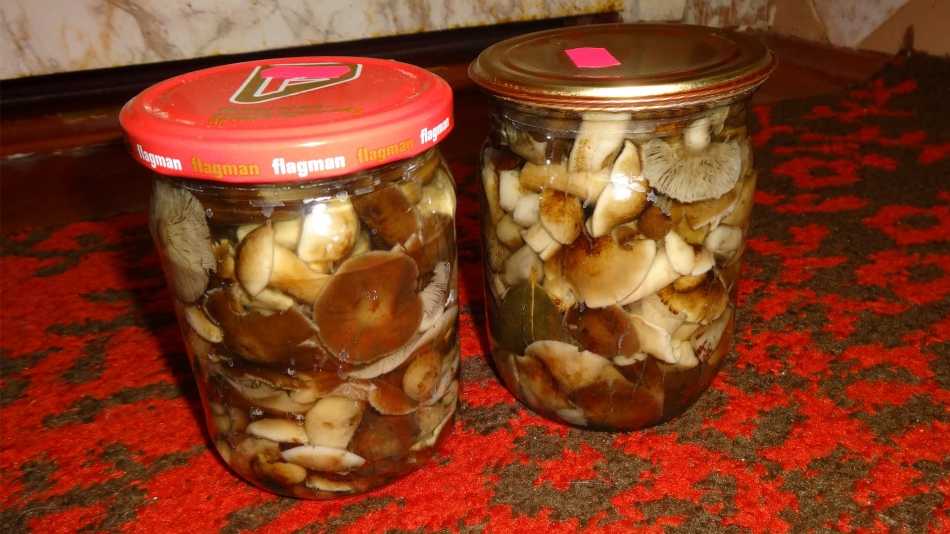 Как приготовить грибы луговые опята свежими и на зиму: лучшие рецепты. когда начинают расти летние луговые опята, как отличить съедобные грибы от ложных? как солить, мариновать в банках, варить, жарит