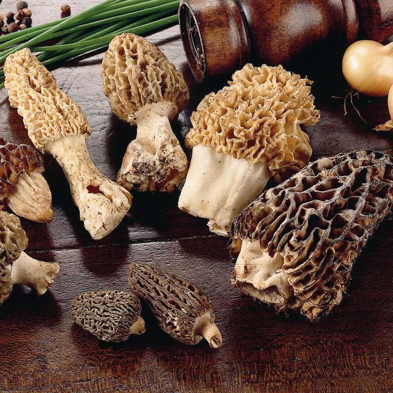 Как готовить грибы строчки и сморчки, проверенные рецепты