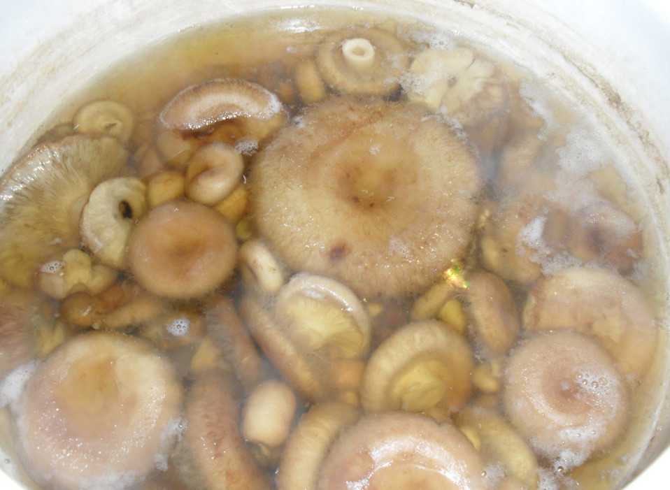 Волнушки способы приготовления как солить и мариновать - грибы собираем
