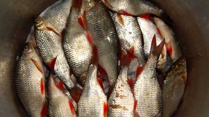 Как засолить красную рыбу в домашних условиях – 10 быстрых и вкусных рецептов с пошаговыми фото