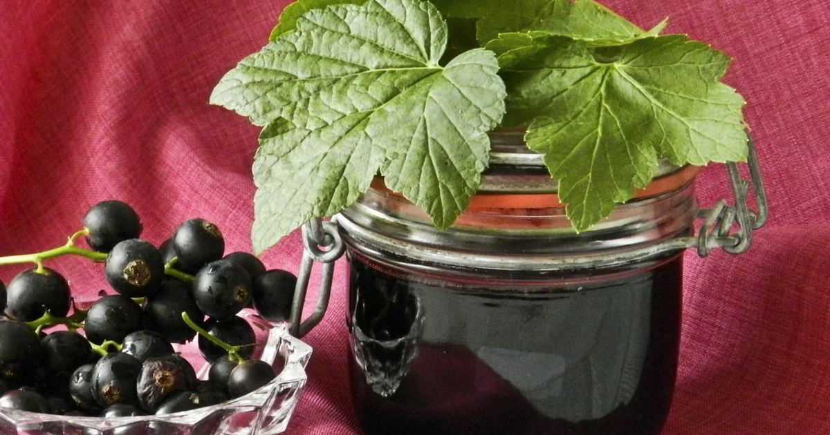 Джем из черной смородины – 7 простых рецептов на зиму