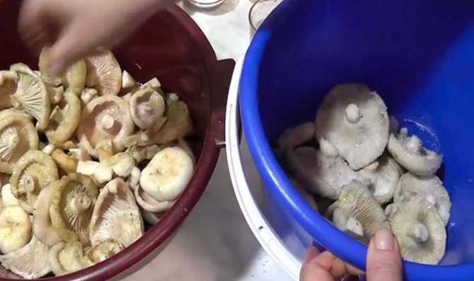 Рецепт маринованных груздей на зиму - самый правильный и простой