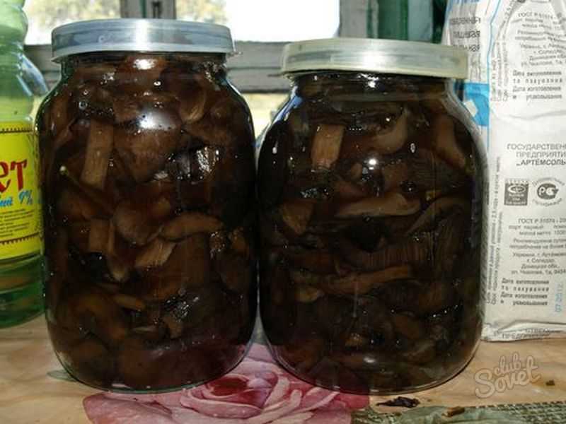 Как солить грибы свинушки на зиму в домашних условиях (+18 фото)?