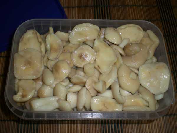 Замороженные маслята: как правильно заморозить грибы на зиму в морозилке
