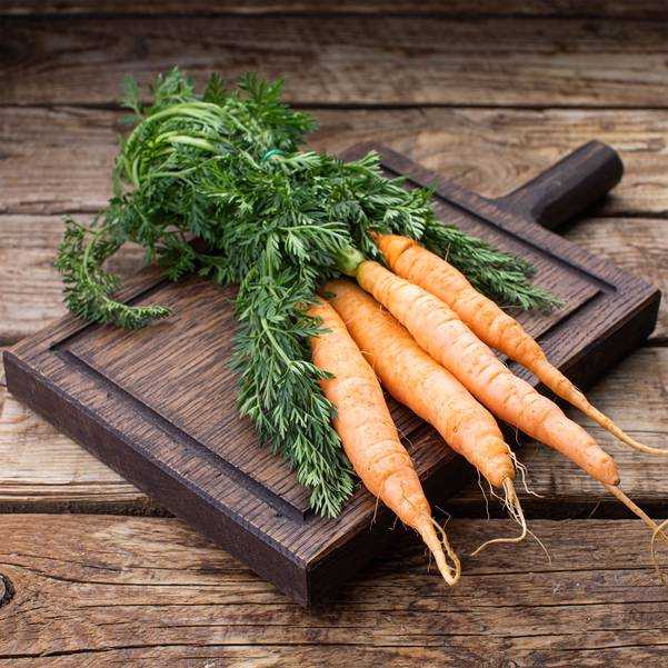 Как сушить ботву моркови на зиму