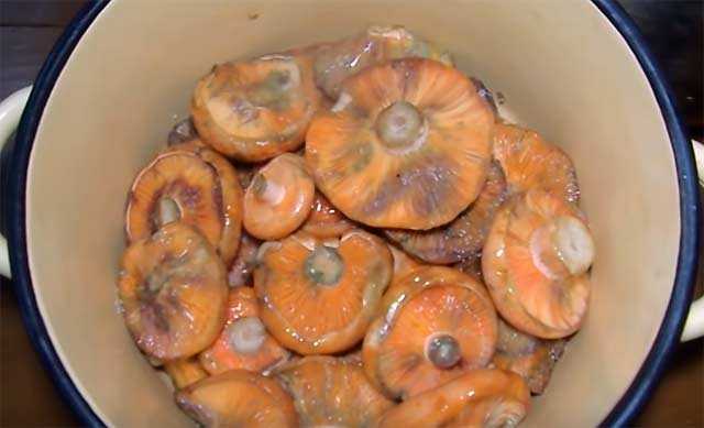 Рыжики с уксусом на зиму: пошаговые рецепты приготовления маринованных, соленых грибов и икры
