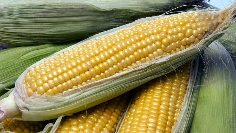 Как замариновать кукурузу на зиму. 5 рецептов отличных заготовок
