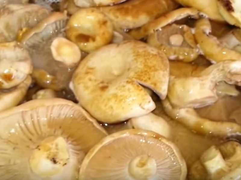 Соленые грибы на зиму - рецепт с пошаговыми фото | меню недели