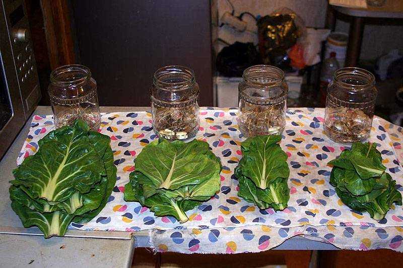 Как сохранить листья салата на зиму в домашних условиях
