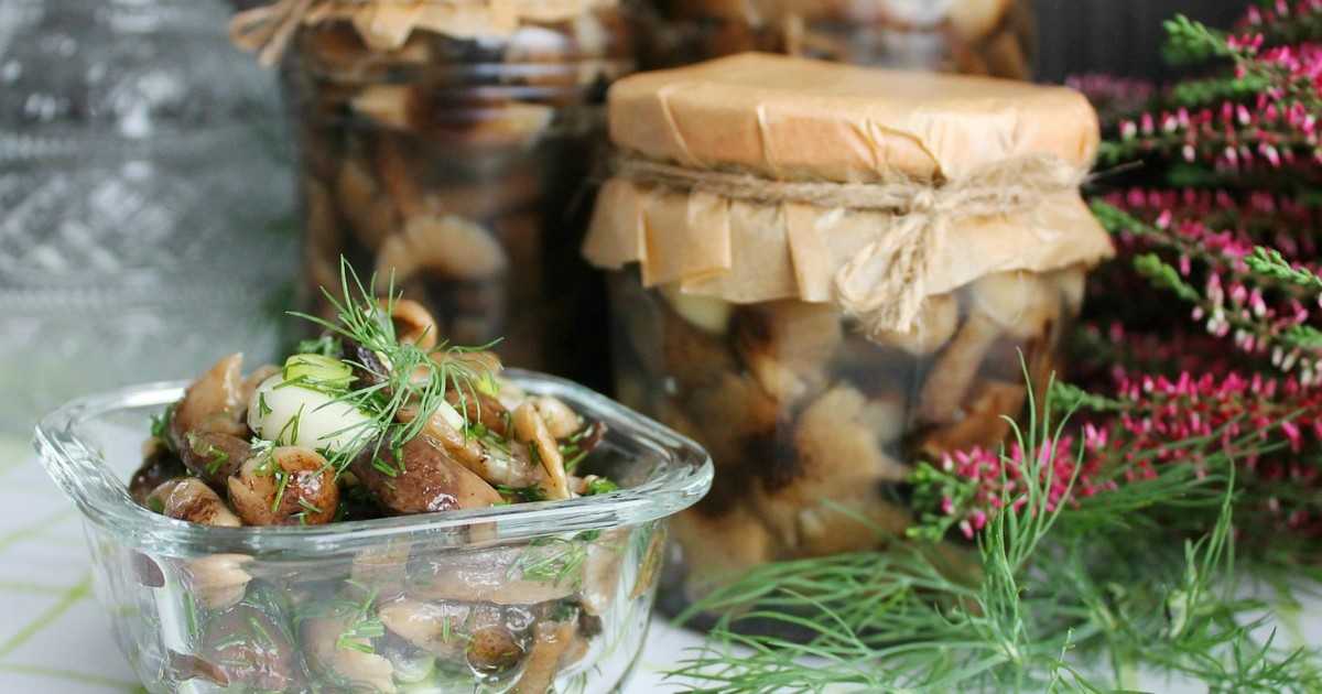 Как мариновать опята на зиму: рецепты заготовки грибов