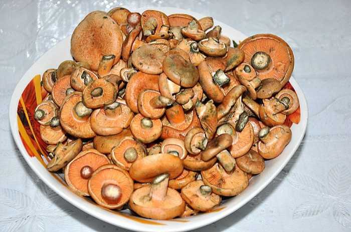 Рецепты маринада для рыжиков с уксусом и без для засолки и маринования грибов