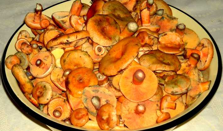 Маринованные рыжики — самый вкусный рецепт на зиму
