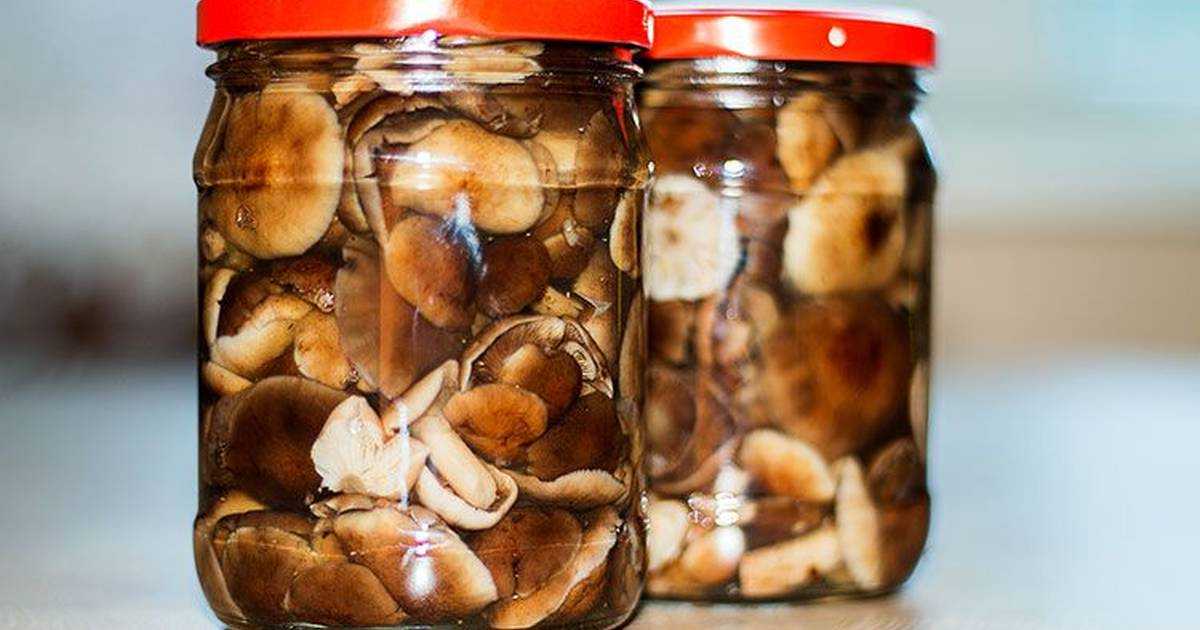 Как солить грибы опята на зиму - рецепты в банках с фото в домашних условиях