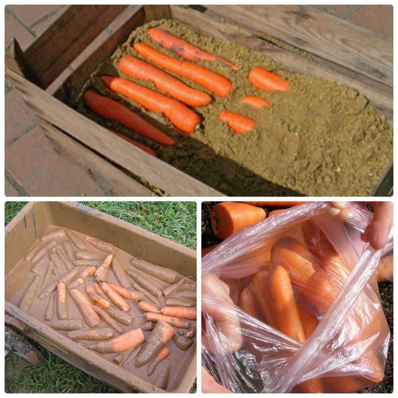 Помидоры с морковной ботвой и лаврушкой на зиму