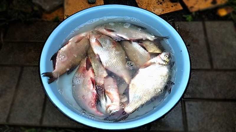 Делаем мокрую засолку рыбы на зиму: поиск по ингредиентам, советы, отзывы, пошаговые фото, подсчет калорий, удобная печать, изменение порций, похожие рецепты