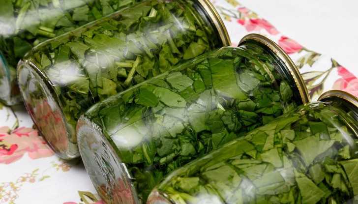Как сохранить листья салата на зиму: 3 метода консервирования и 2 вида заморозки