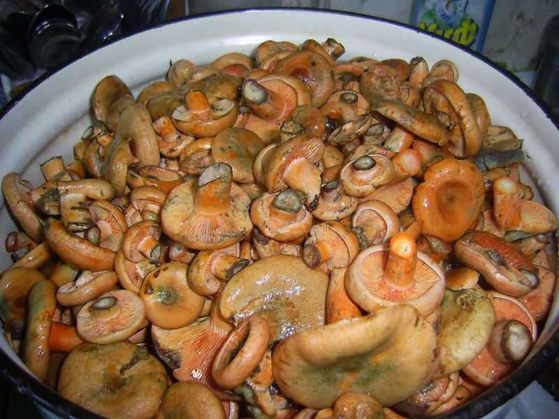 Рецепты маринада для рыжиков с уксусом и без для засолки и маринования грибов