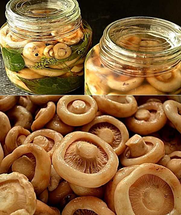 Готовим вкуснейшие заготовки из сухих груздей на зиму: рецепты маринования, соления и заморозки грибов