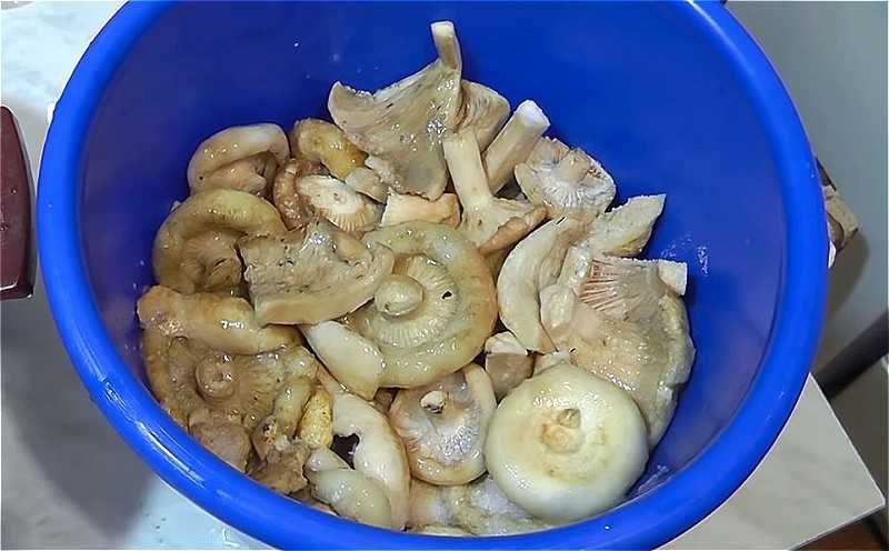 Как засолить грузди — проверенные фото-рецепты. таких грибов в магазине не купишь