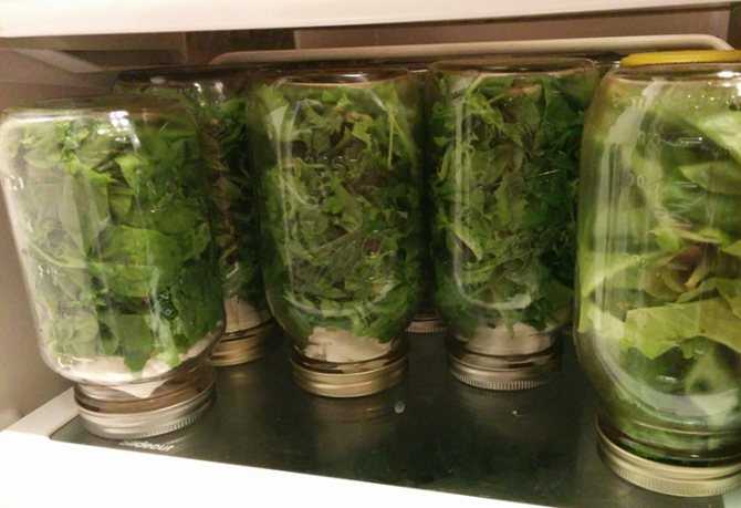 Как приготовить листья салата на зиму: поиск по ингредиентам, советы, отзывы, пошаговые фото, подсчет калорий, удобная печать, изменение порций, похожие рецепты