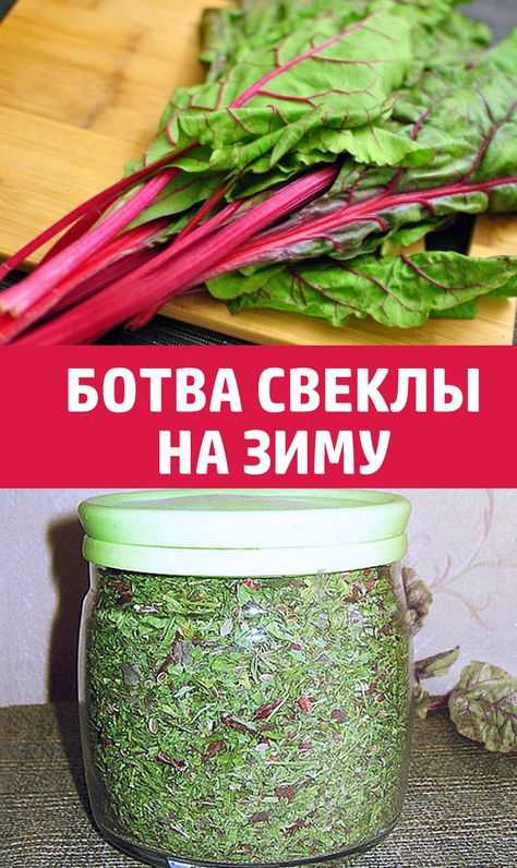 Укроп на зиму - 27 рецептов приготовления пошагово - 1000.menu