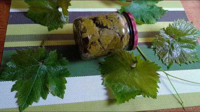Как засолить виноградные листья для долмы на зиму: рецепты в банке, по-армянски – рецепты с фото
